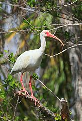 White Ibis